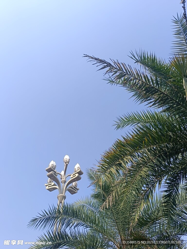 棕榈树顶的果实