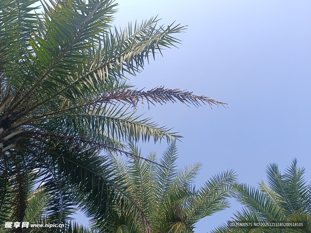 蓝天映衬下的棕榈树