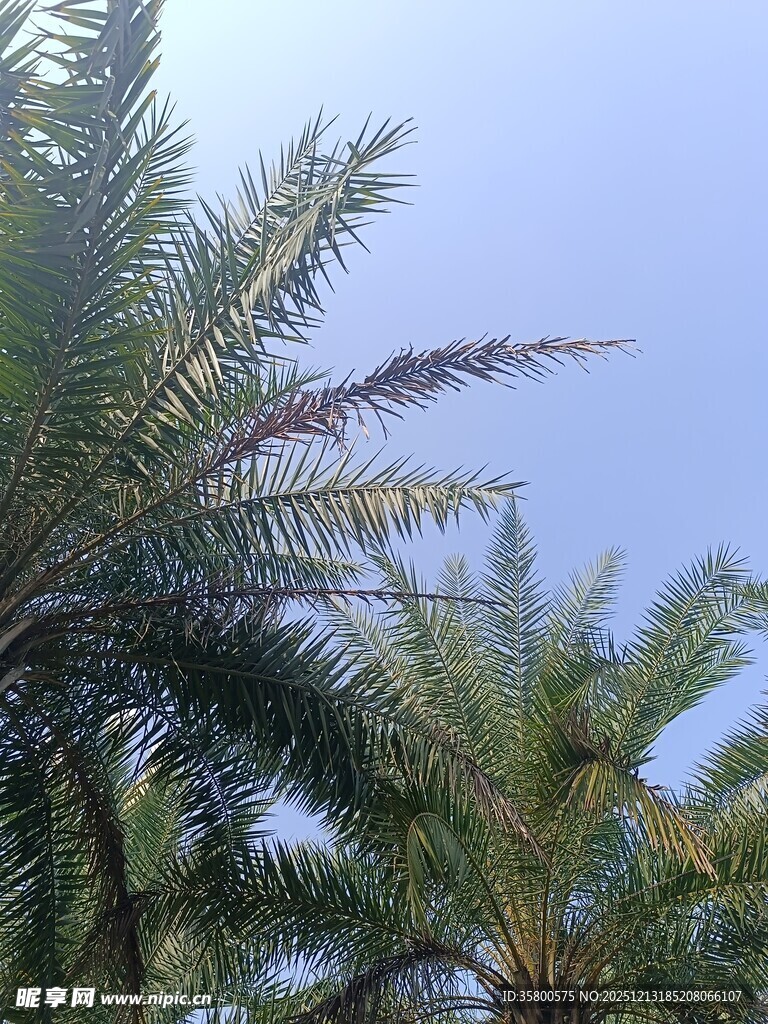 蓝天映衬下的棕榈树