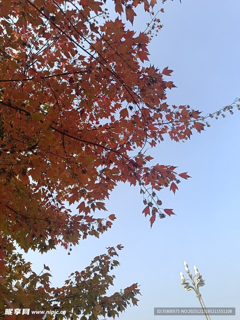 秋日红枫与蓝天景致