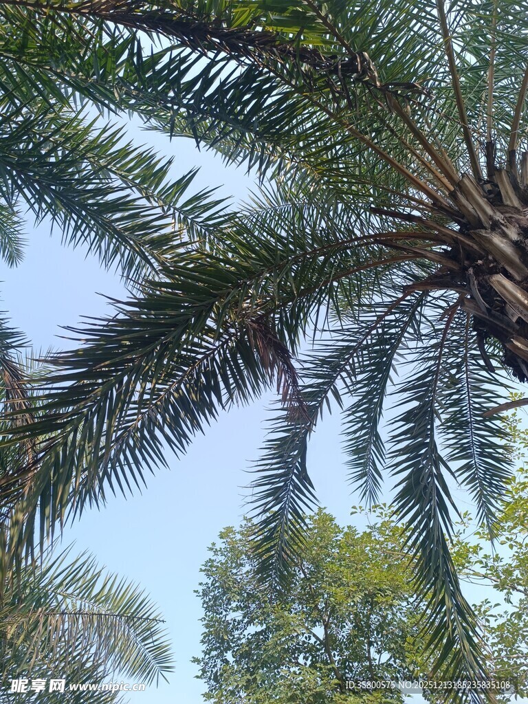 棕榈树繁茂枝叶