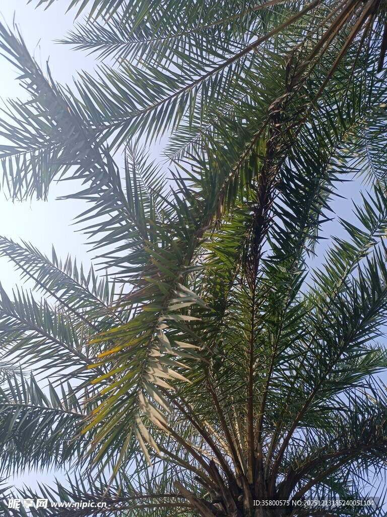 仰视下的棕榈树叶
