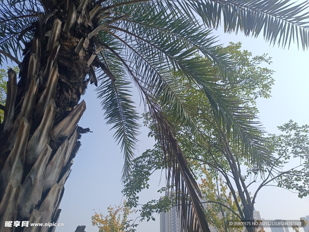 城市中的高大棕榈树