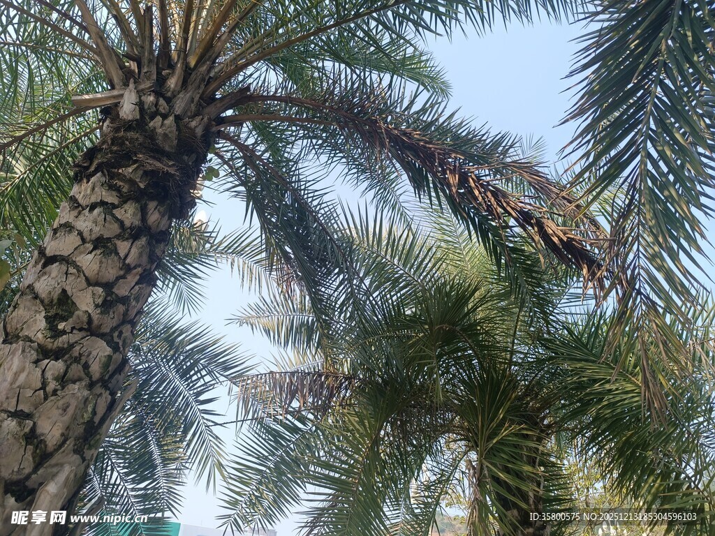 高大棕榈树与蓝天景观