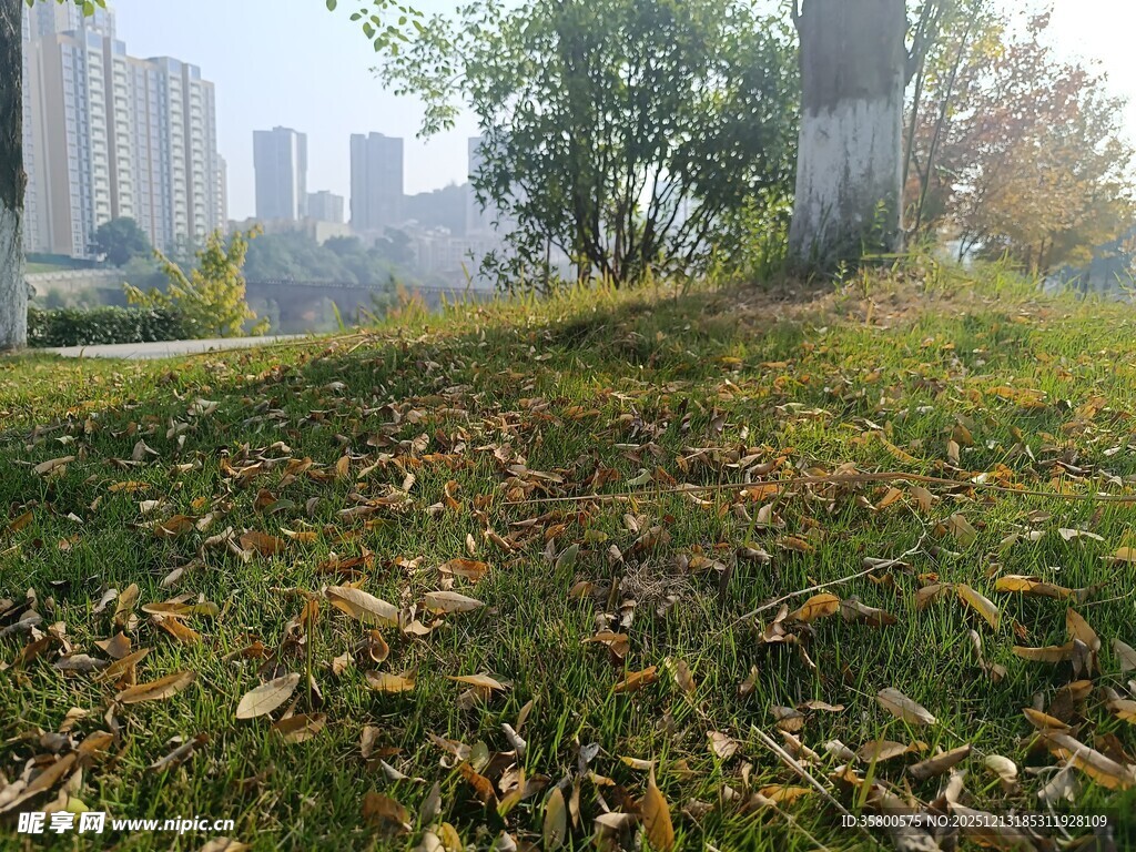 秋日草地与远处城市景观