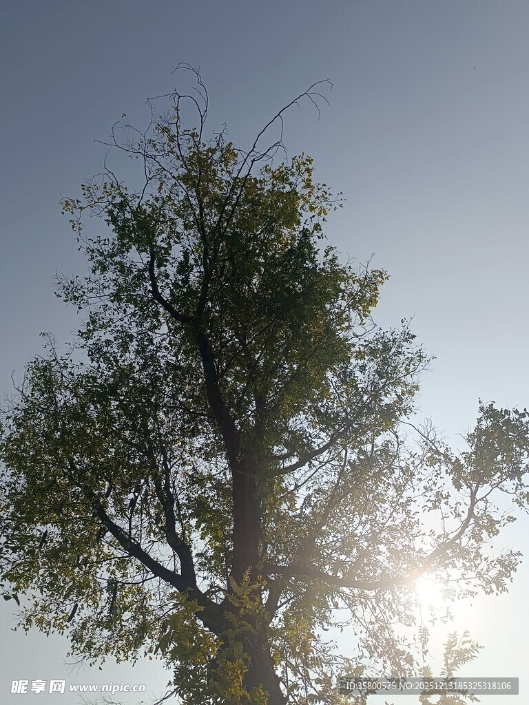 阳光下的挺拔树木