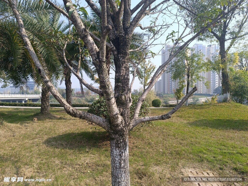 公园中一棵光秃的树木