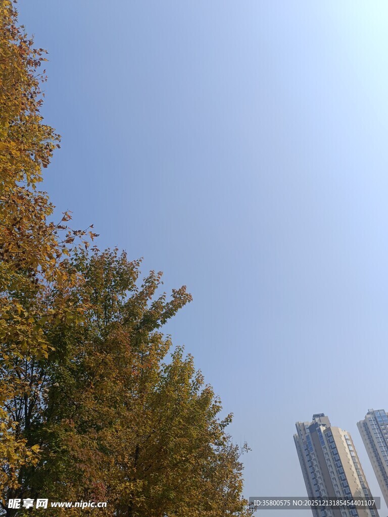 秋日树木与高楼景致