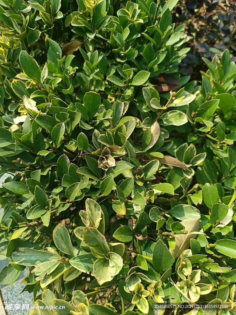 翠绿繁茂的绿植景观