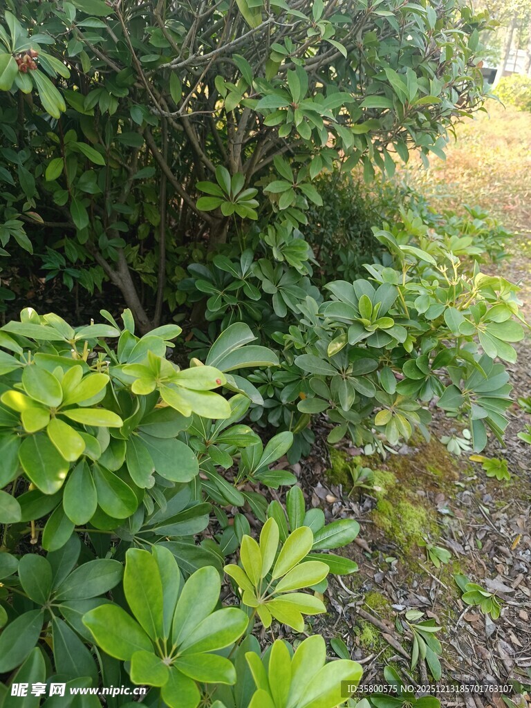 绿意盎然的户外植物景观