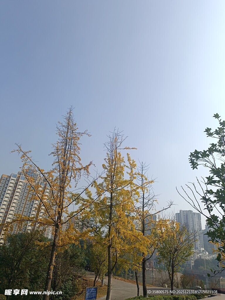 秋日城市街道树木景观