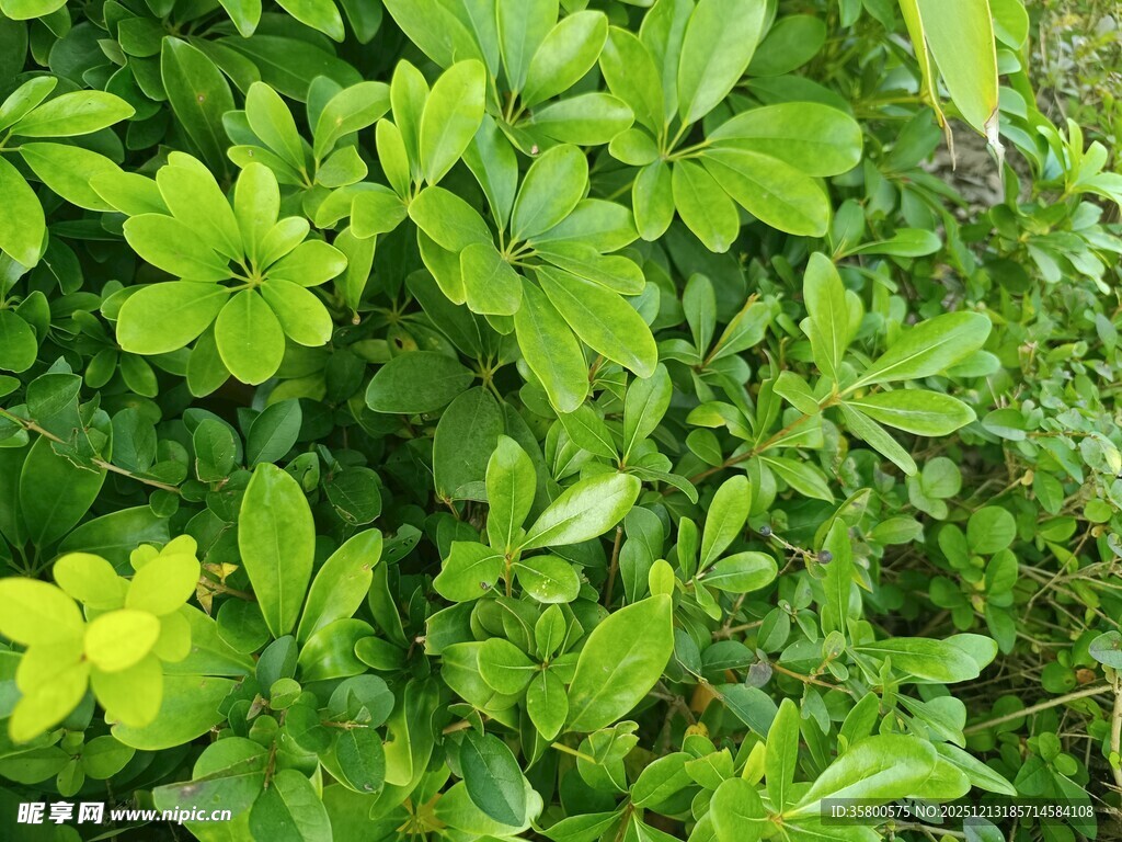 翠绿繁茂的绿植景观