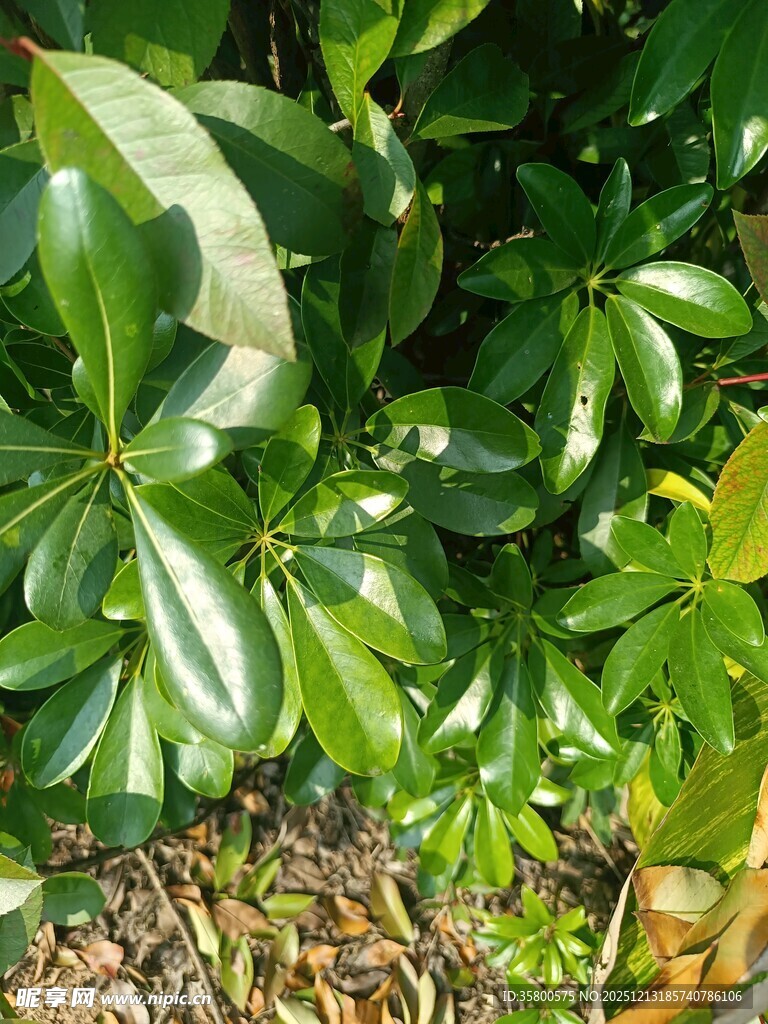 翠绿繁茂的掌状叶片植物