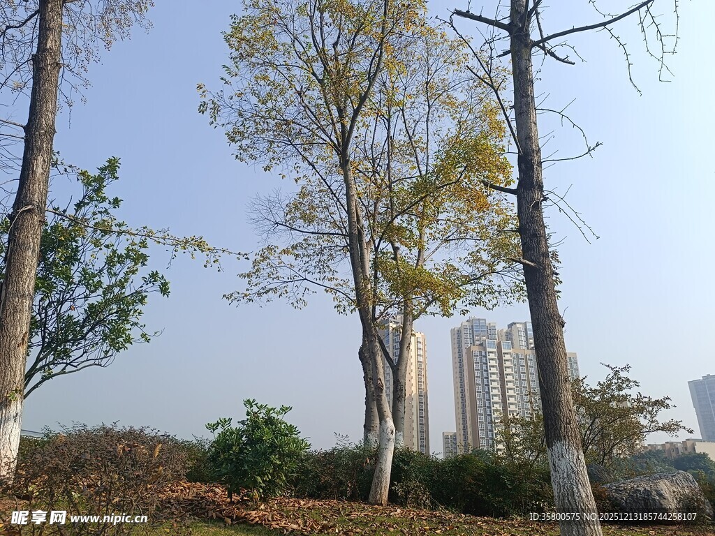 城市中树木与高楼景观