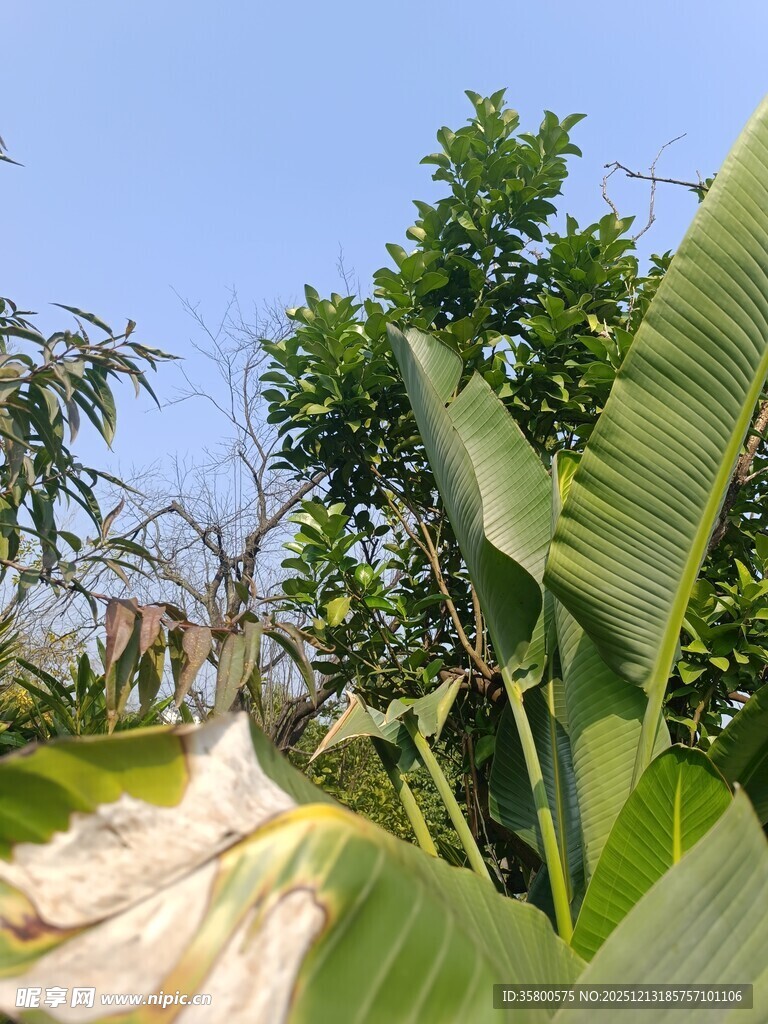 绿叶间的白色植物景观