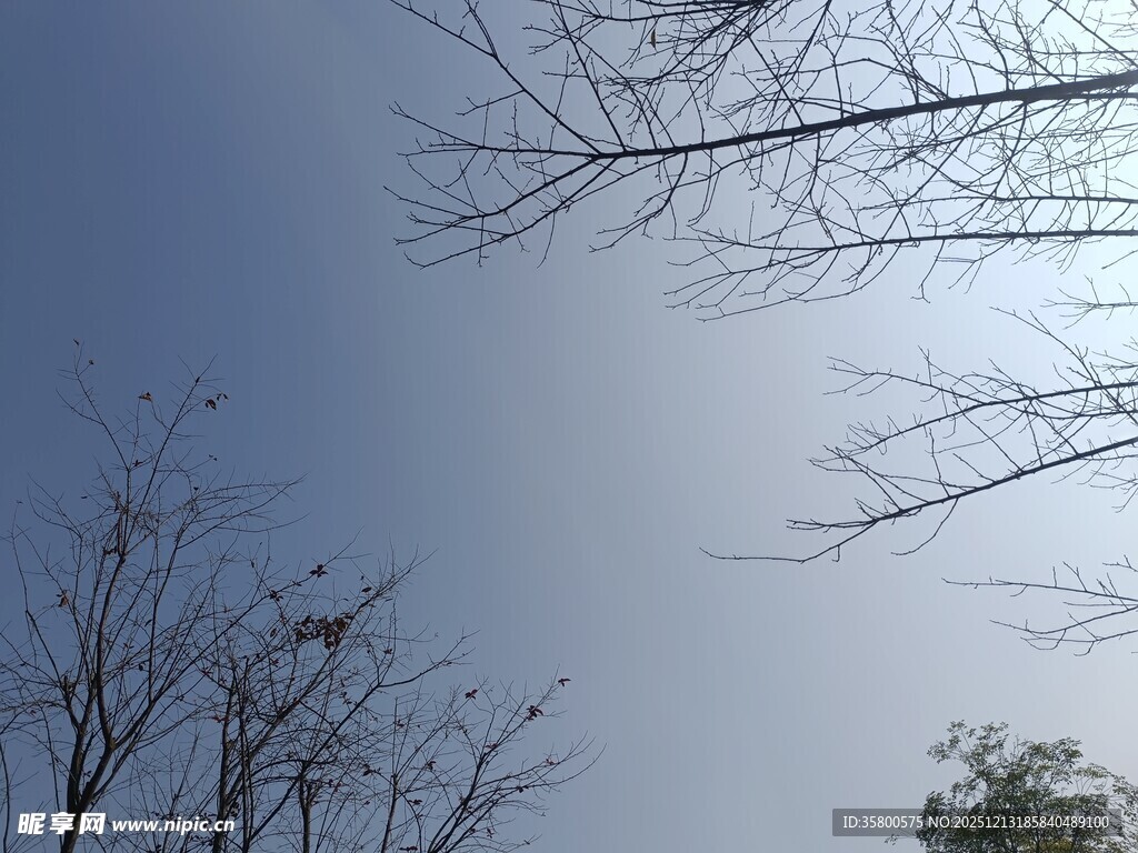 蓝天枯枝景象