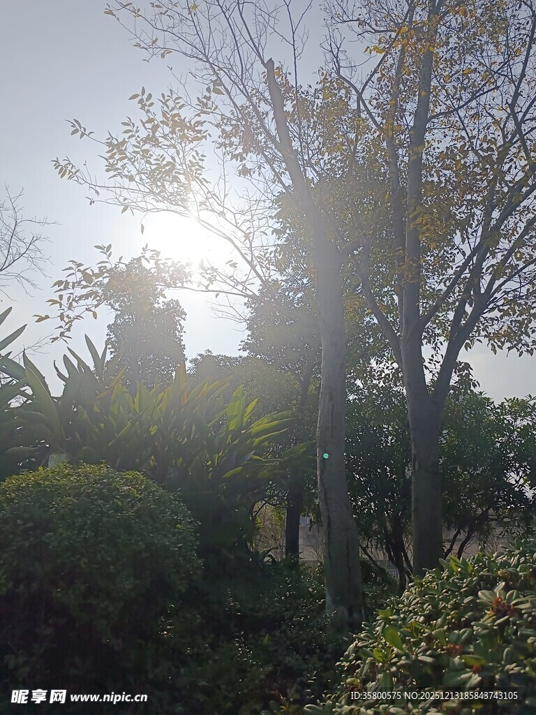 阳光洒落树林间美好景象