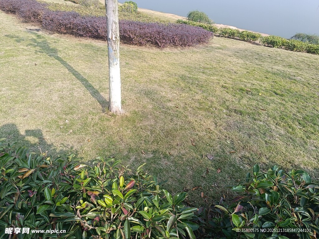 户外草地与绿植景观