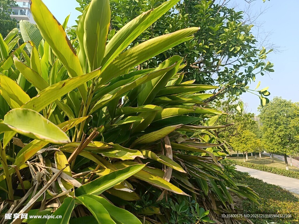 路边翠绿繁茂的热带植物