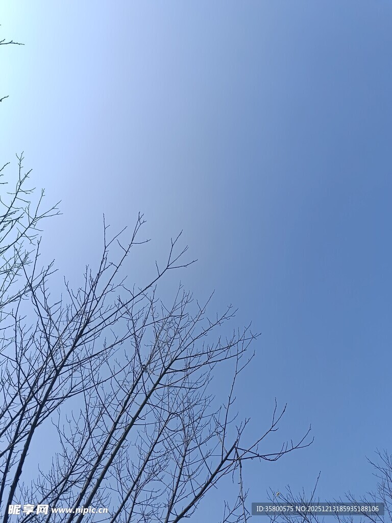蓝天映衬下的光秃树枝