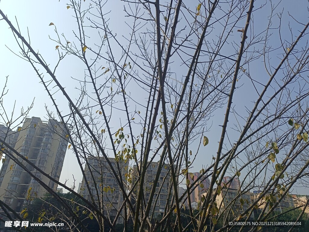 冬日光秃树枝与远处建筑