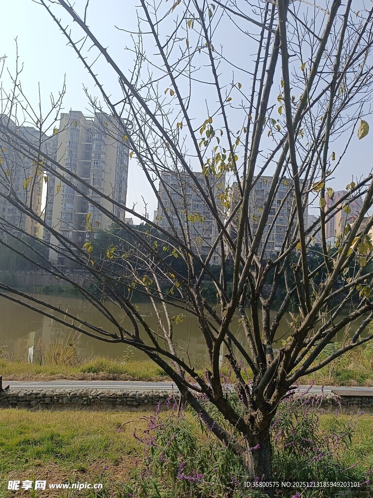 河边光秃树木与远处高楼