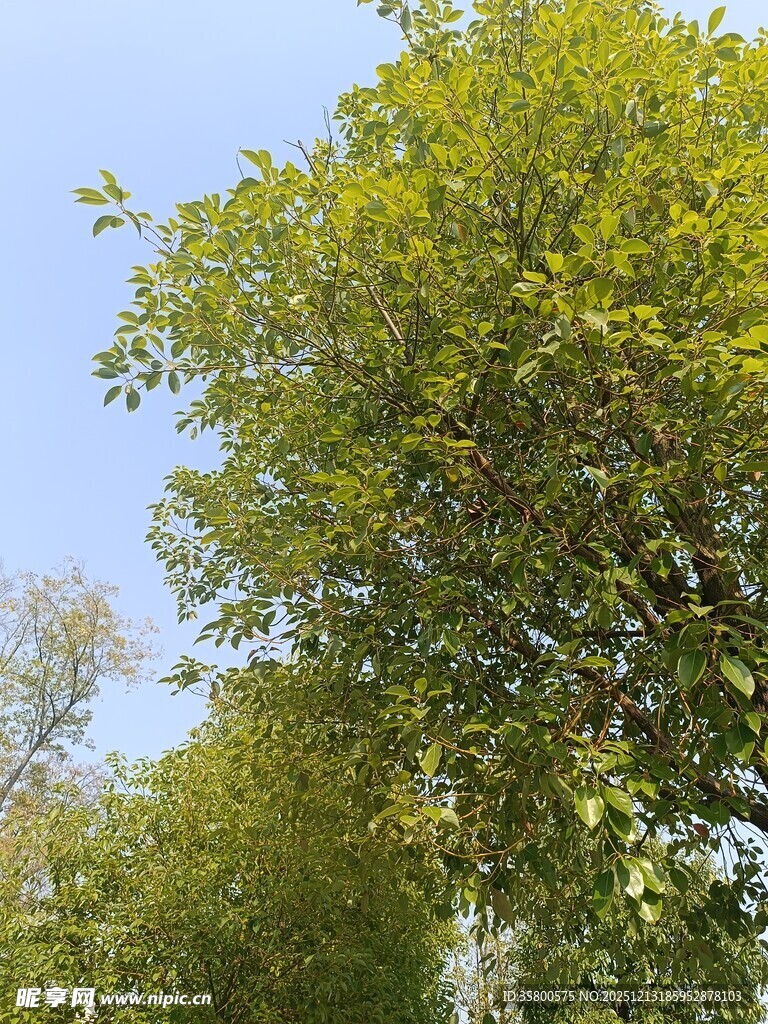 绿叶繁茂的树木