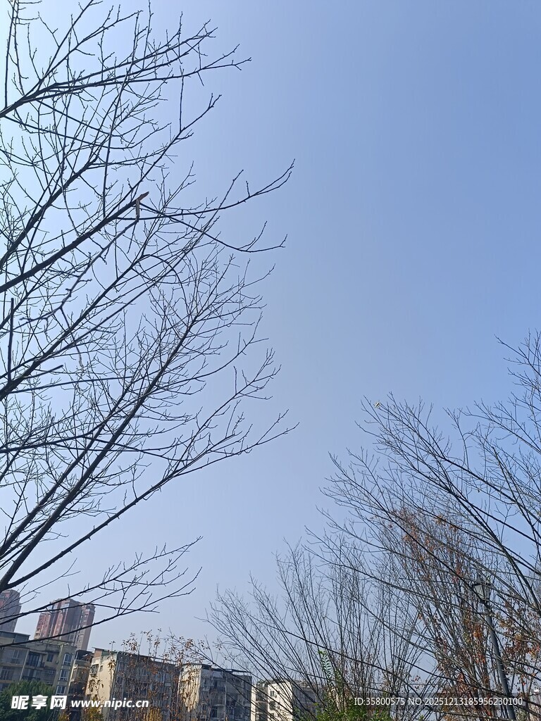 冬日光秃树木与远处建筑