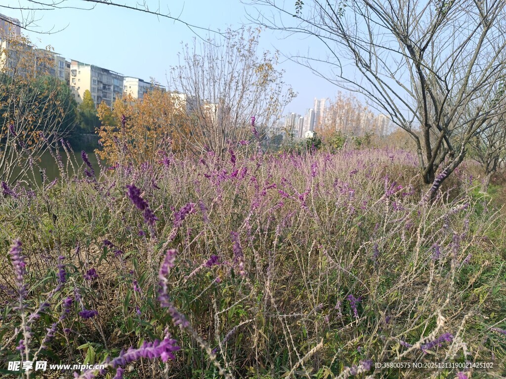 秋日野外紫色花草景观