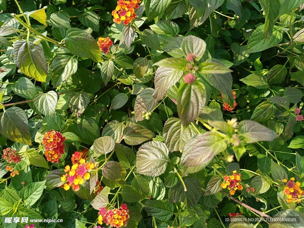 绿叶间的多彩马缨丹花朵