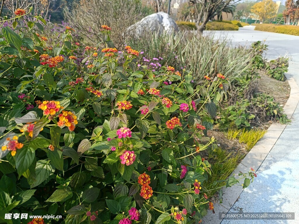 路边多彩花卉绽放