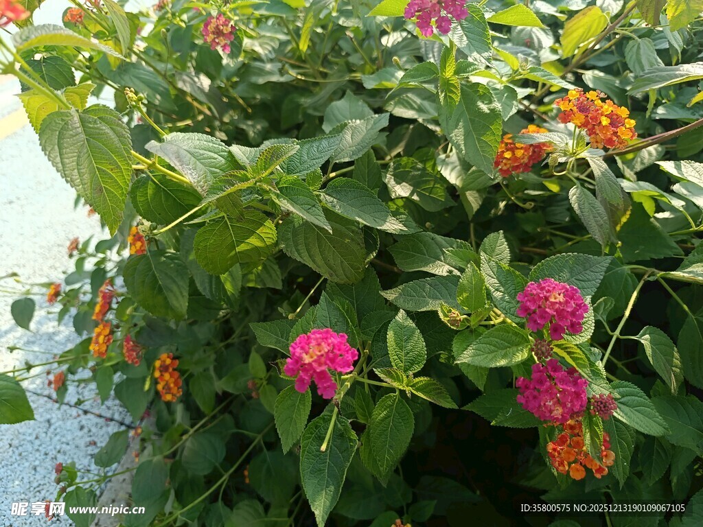 多彩花卉绽放绿叶间