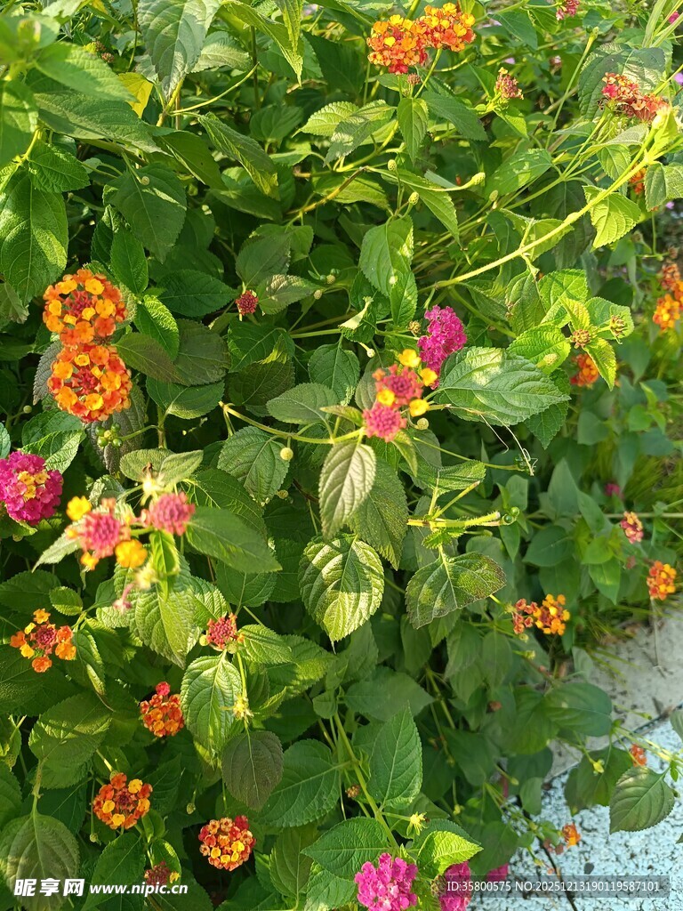 多彩花卉绿植生机盎然