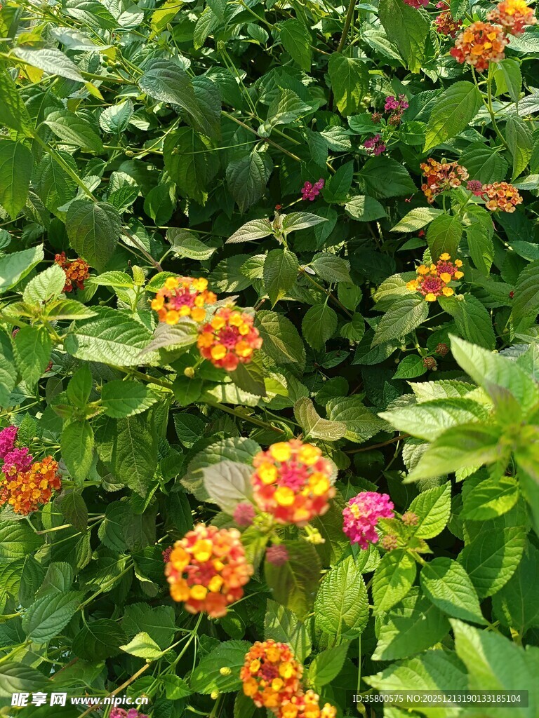 多彩马缨丹绽放绿意间