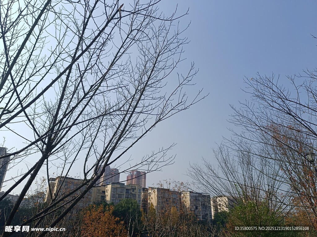 冬日枯树与远处建筑景观