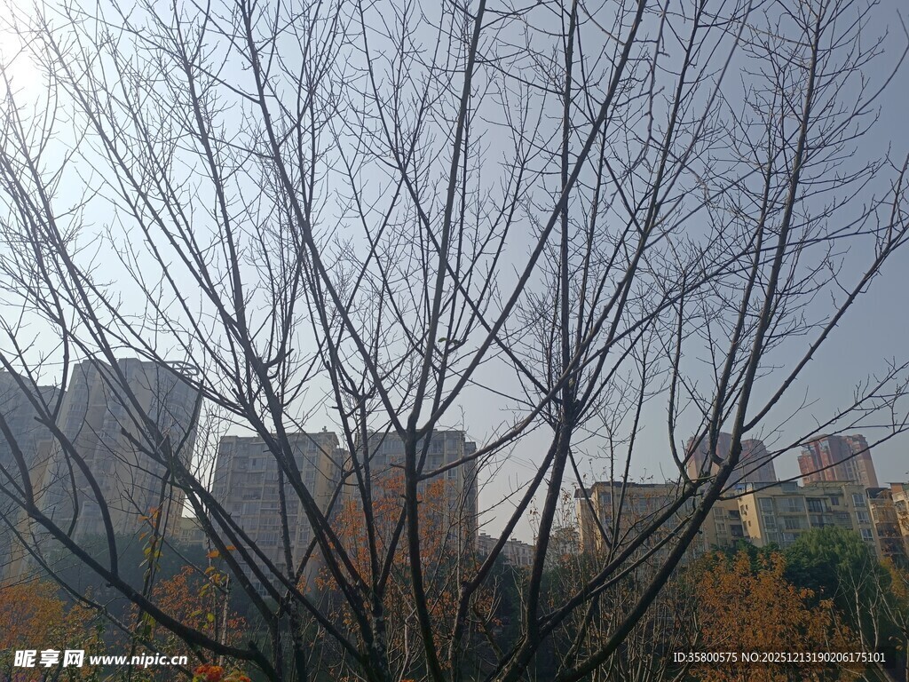 冬日无叶树枝与远处建筑
