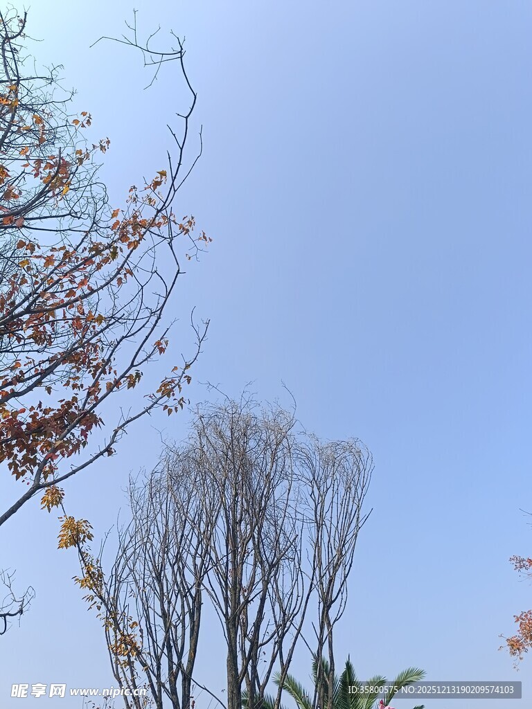 蓝天枯枝景象