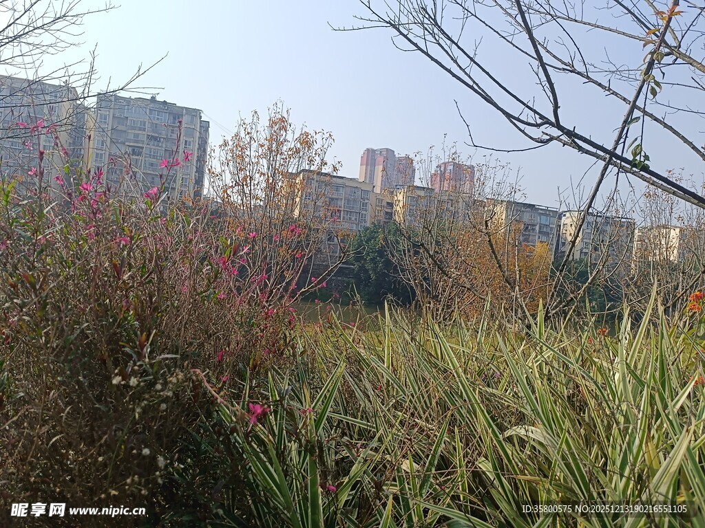 秋日城郊植物景观