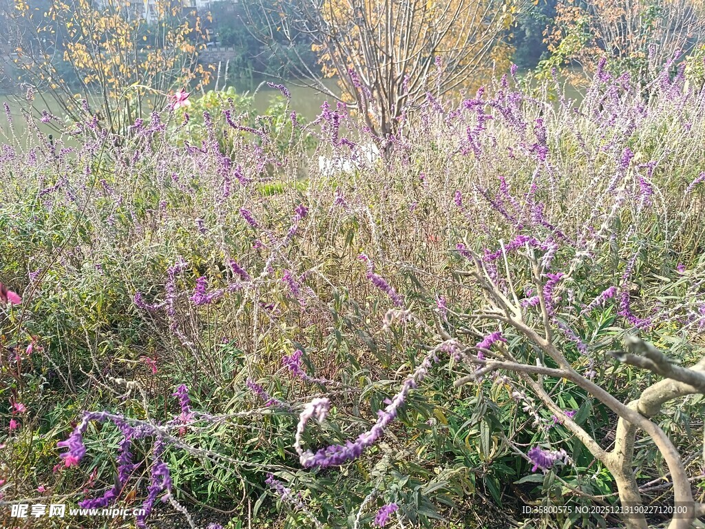 秋日野外繁茂的紫色植物