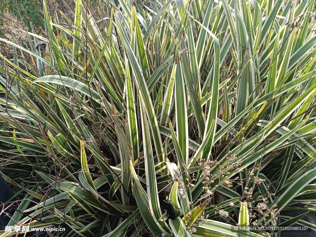 金边阔叶麦冬植物景观
