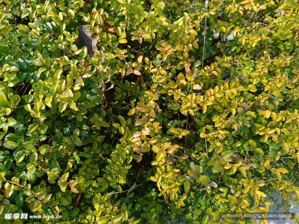 绿叶间的金黄树叶