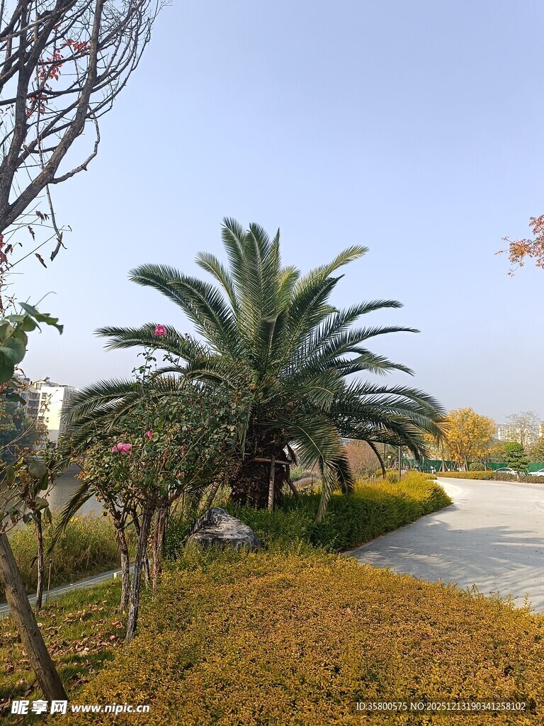 户外园林景观中的植物