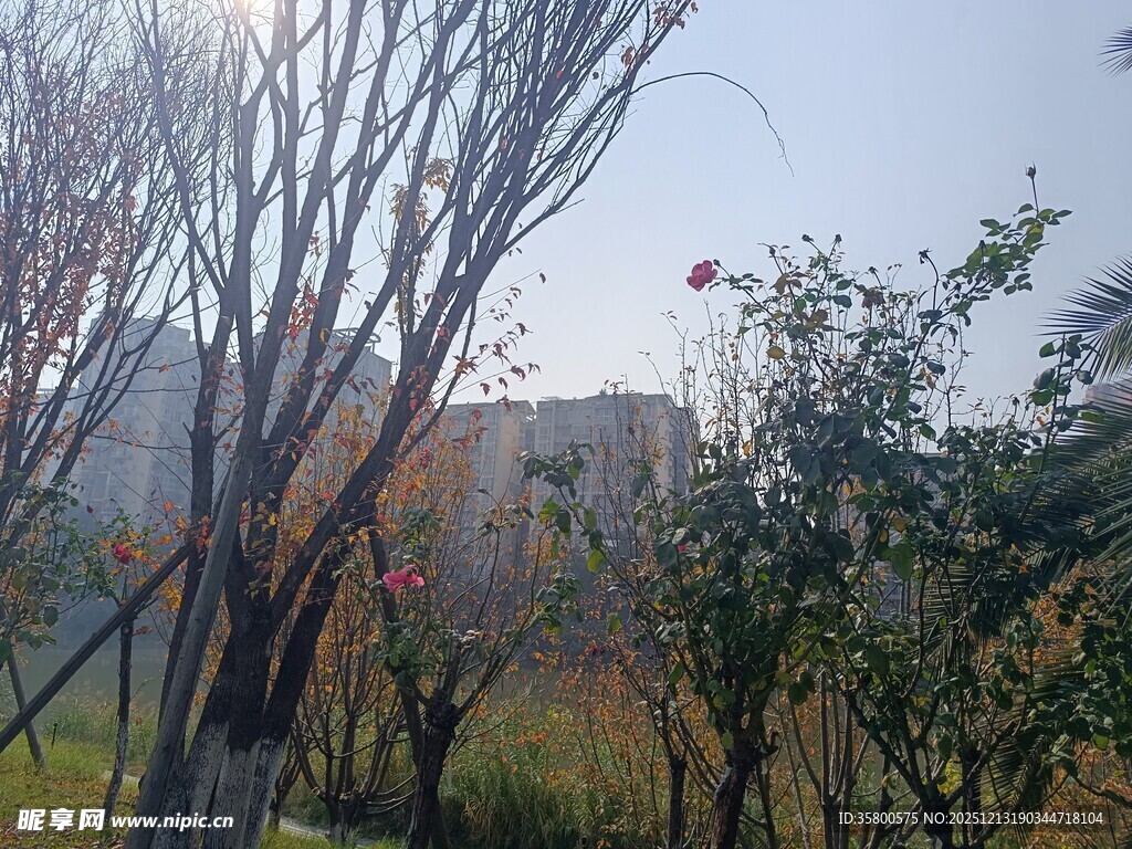 秋日城郊树木景致