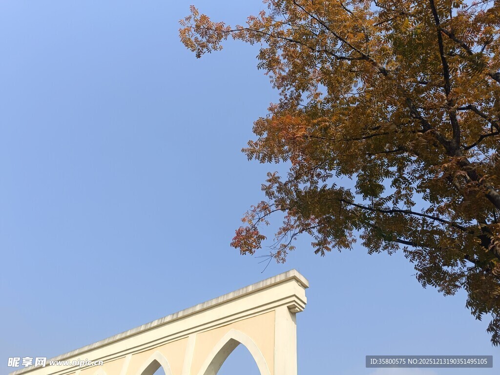 秋日下的建筑与树梢