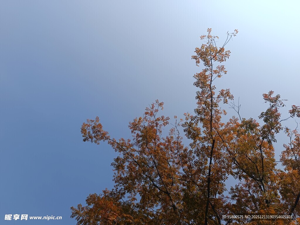 秋日树梢映蓝天