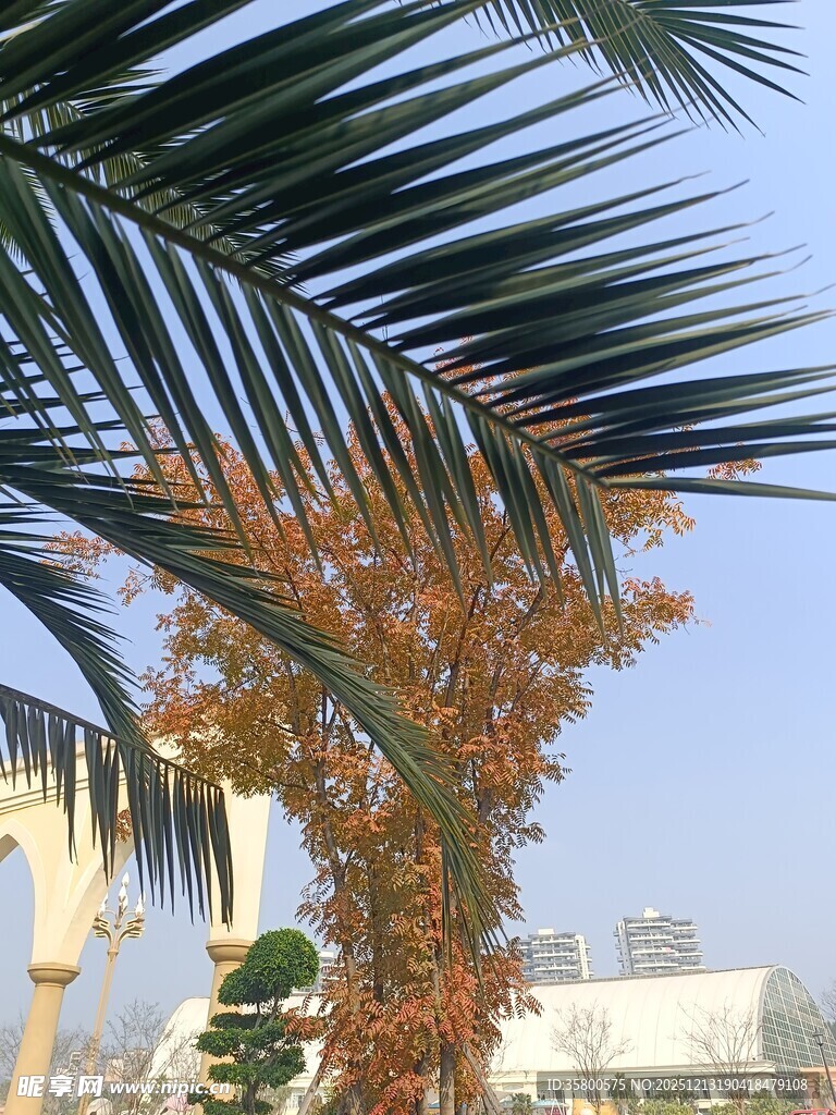 棕榈枝叶下的城市景致