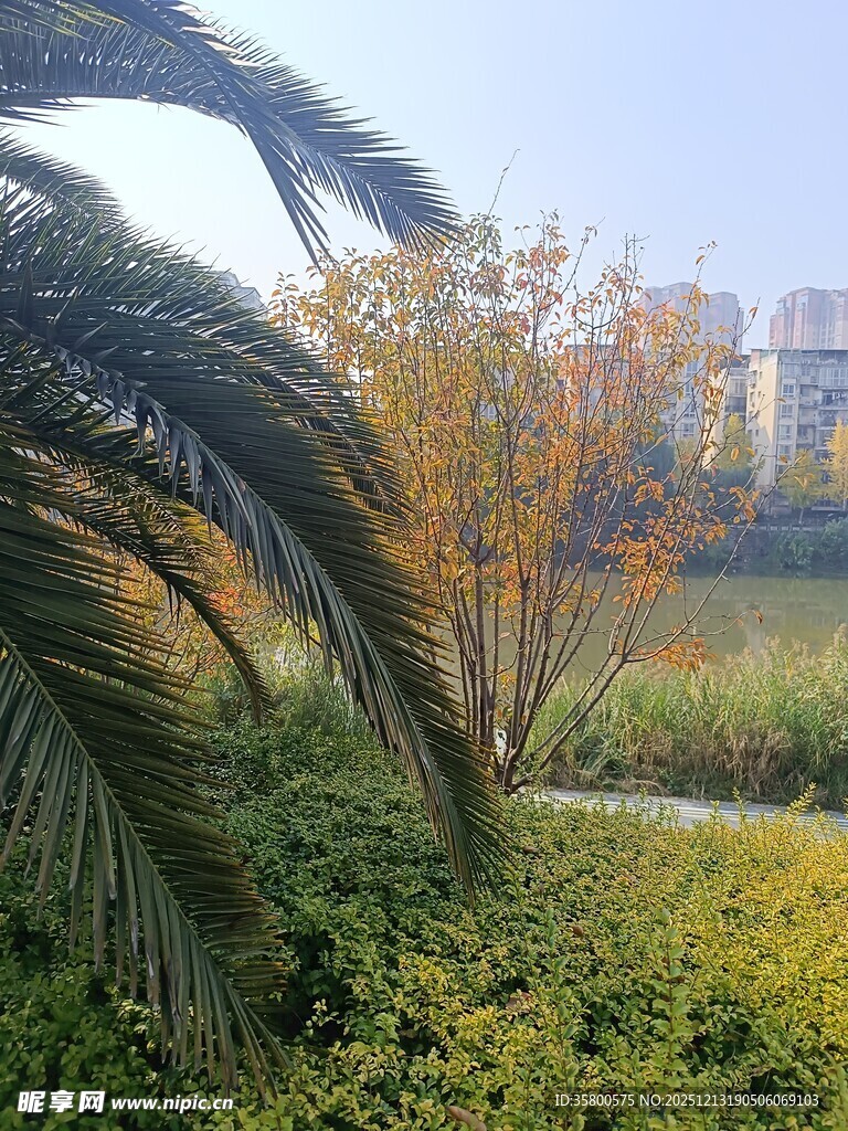 秋日园林中的绿植与远景