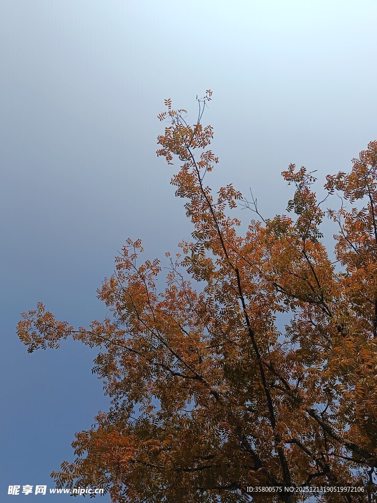 秋日树梢映蓝天