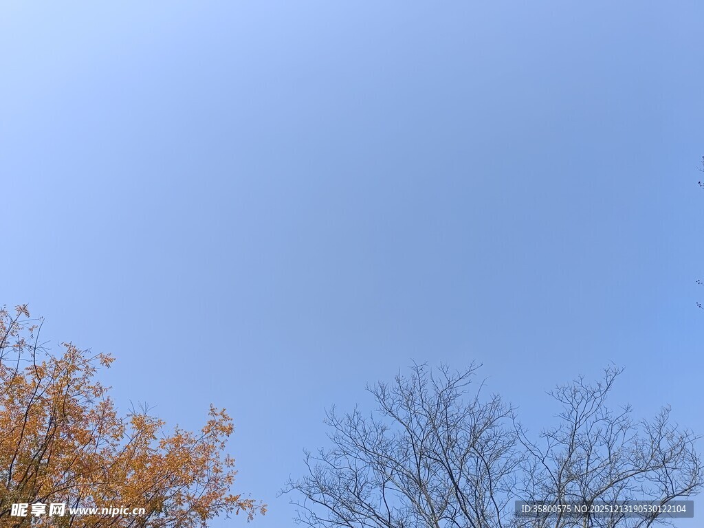秋日蓝天与树木景象