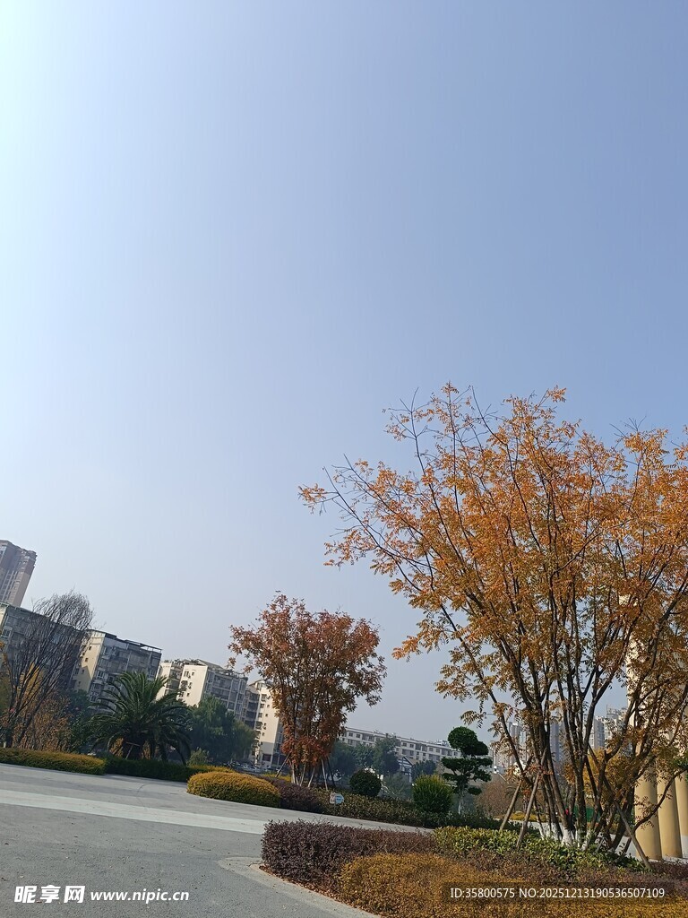 秋日城郊道路旁的树木景观